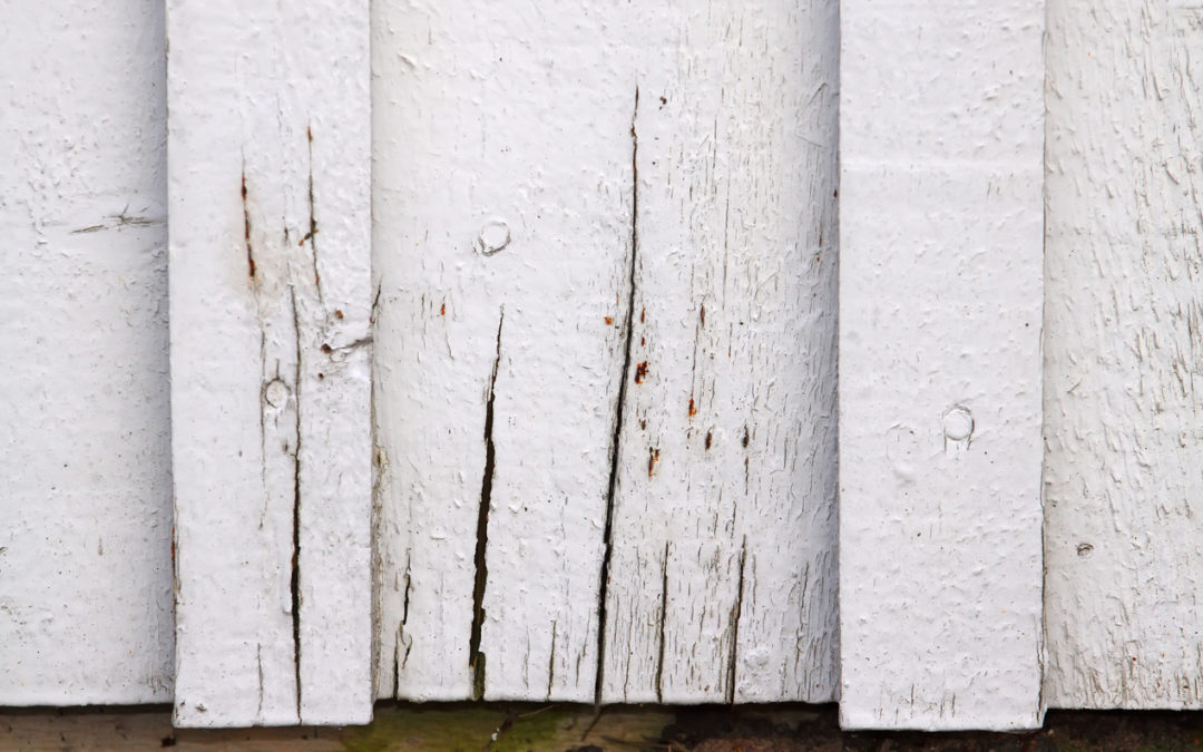 What is Dry Rot on Wood and How to Prevent It
